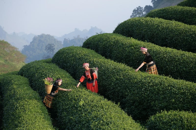 Elves & Fairies